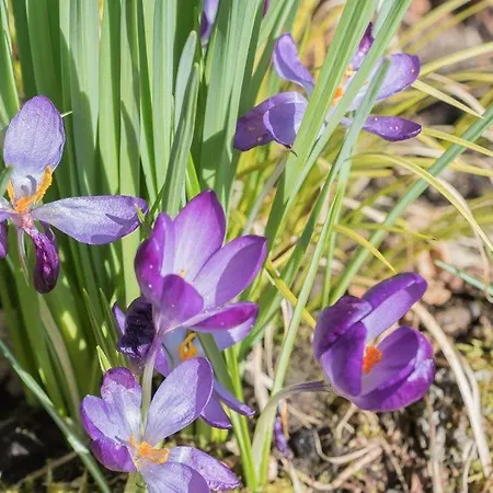 Crosthwaite Gardens Keswick